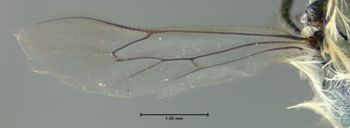 Media type: image;   Entomology 610959 Aspect: hind wing